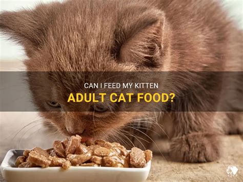 Can I Give My Kitten Adult Cat Food? And Why Do Cats Always Land on Their Feet?