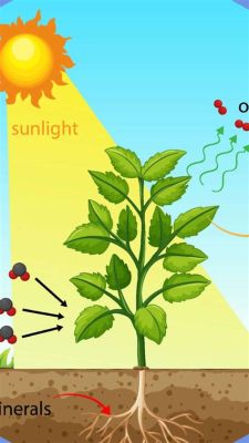 The Process by Which Plants Use Sunlight to Create Food and the Curious Case of Moonlit Photosynthesis