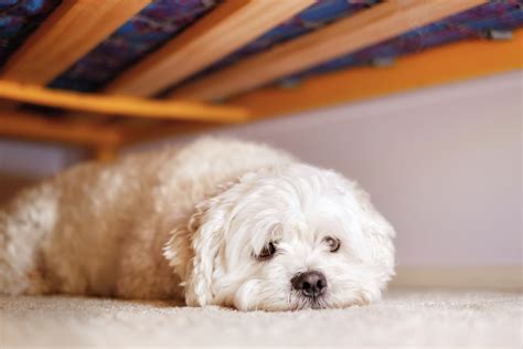 Why Does My Dog Hide Her Food: A Canine Mystery or Just a Quirk?